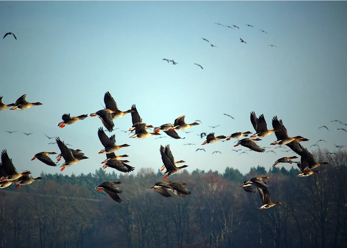 bi-taxis-prestige-chauffeur-vtc-reims-photo-migration-oiseaux