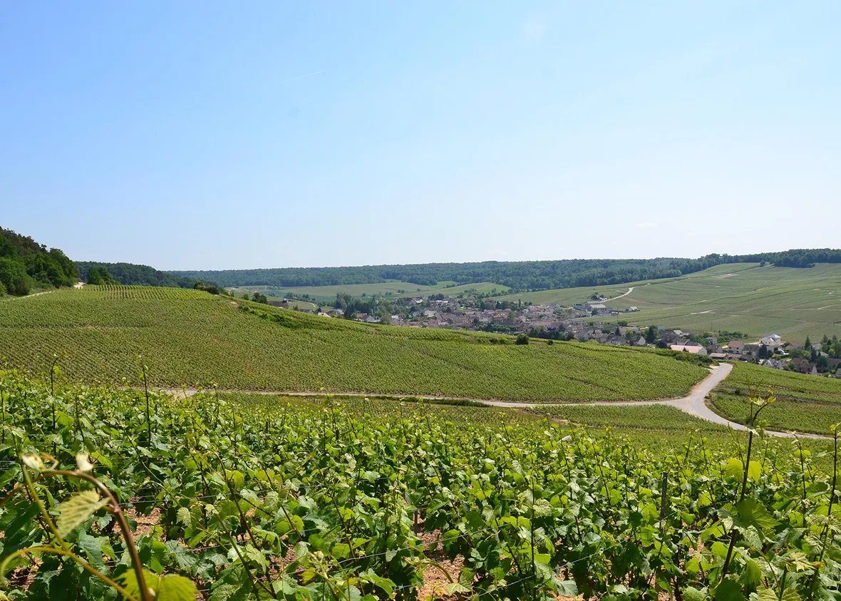 bi-taxis-prestige-chauffeur-vtc-reims-photo-village-vigne-2
