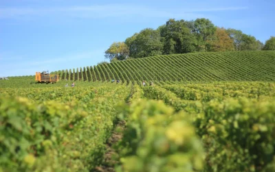 Excursion de rêve en Champagne : vivez une journée d’exception