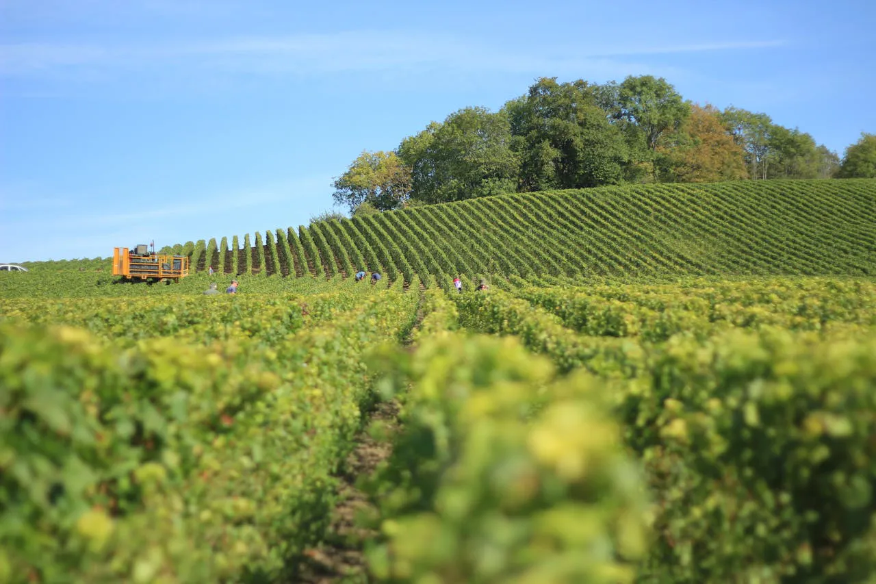bi-taxis-prestige-article-excursion-en-champagne-journee-dexception